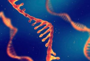 RNA